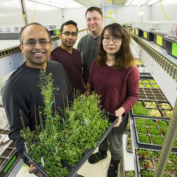 Keeping plant-cell motors on track