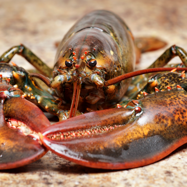 Warming pushes lobsters and other species to seek cooler homes