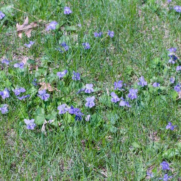Climate Change and Common Violets