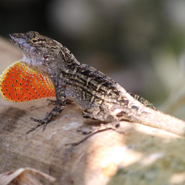 The new-new kids on the block: hybrid lizards