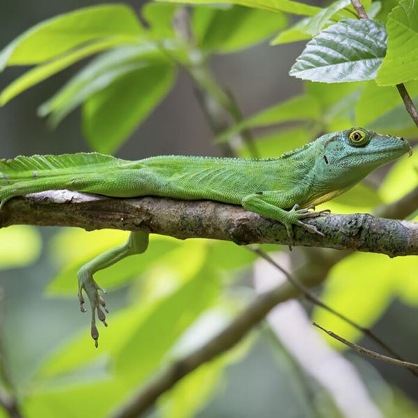 Sticky toes unlock life in the trees