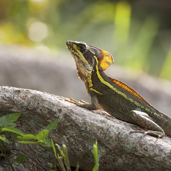 What cold lizards in Miami can tell us about climate change resilience