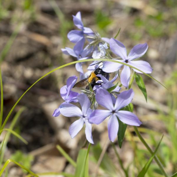 Climate Change Is Resetting The Clock For Missouri Wildflowers. Will It Affect Their Survival?