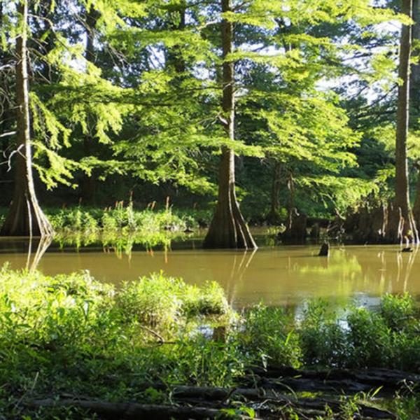 Discovery of CO2-absorbing bacteria in Missouri bolsters wetlands’ importance in combating climate change 