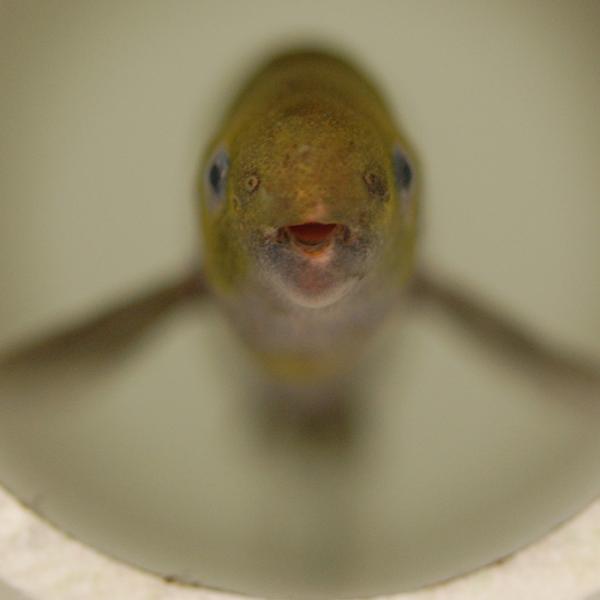 This Fish Is The Master Of The Poignant Pause