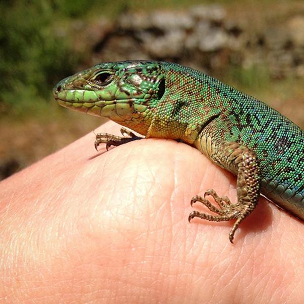 Lizards develop new ‘love language’  Animal chemical signals shift after only four generations