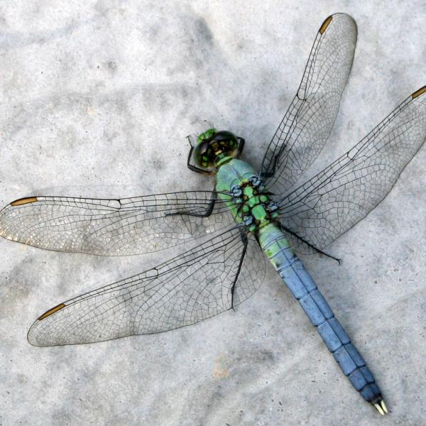 Human activity imperils one of the Earth's great survivalists: dragonflies