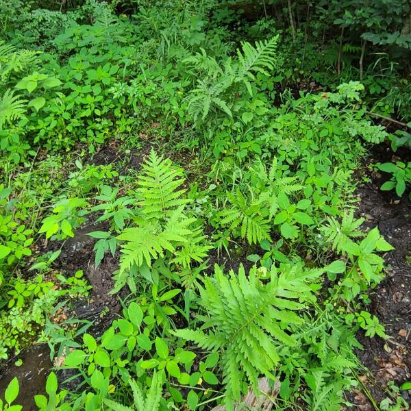 Here and Next grant funds researchers seeking to use microbiome to restore soil health in Missouri