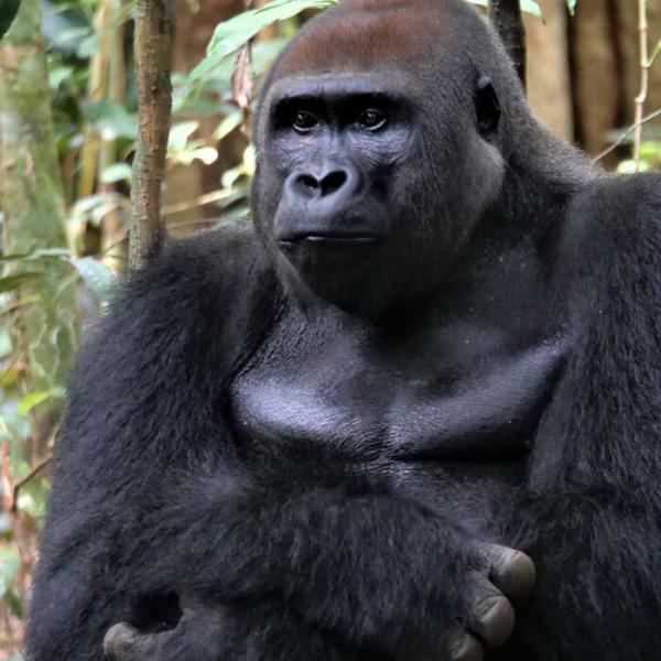 WashU great ape, biodiversity research informs decision to expand Congolese park