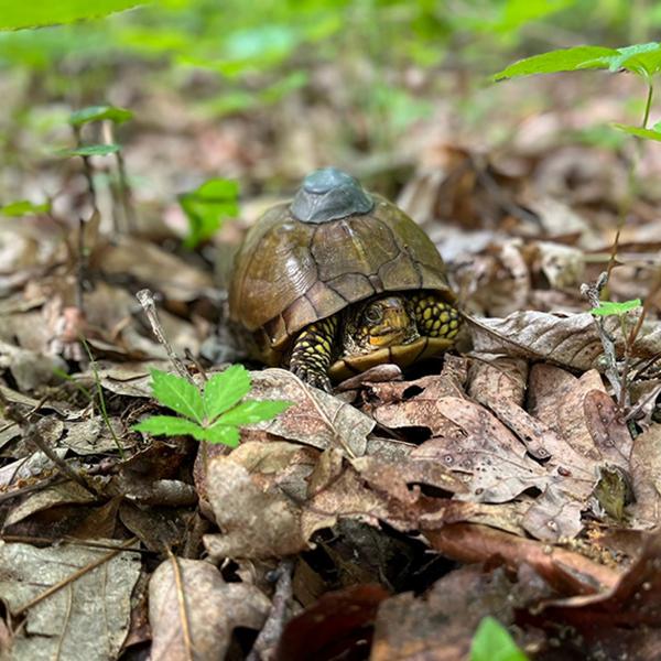 Forest Park Living Lab:  St. Louis scientists collaborate on new study of wildlife in one of America’s greatest urban parks