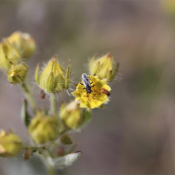 Bugged out by climate change