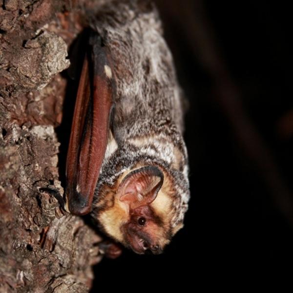 Not-so-spooky sounds: Audio recordings help ID urban bats