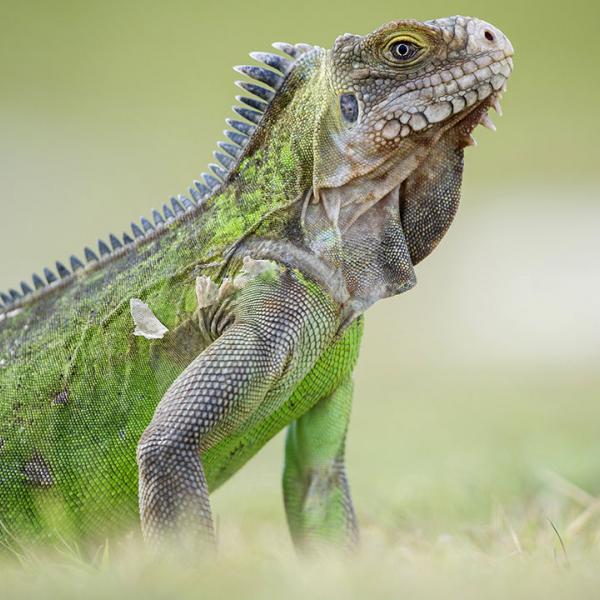 More than half of Caribbean lizards and snakes disappeared after Europeans arrived