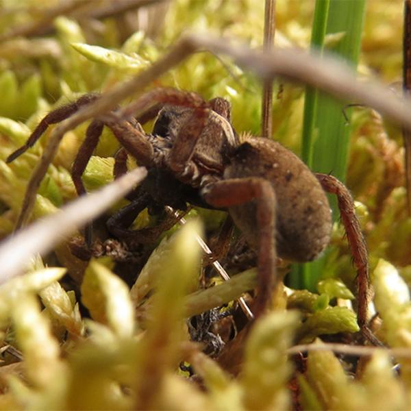 Wolf spiders may turn to cannibalism in a warming Arctic