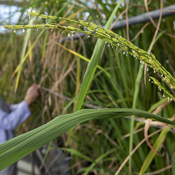 Rice, know thy enemy: NSF grants $2.6M to study weedy invader