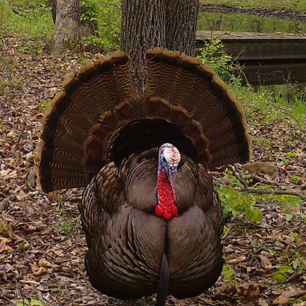 Wild turkeys among us