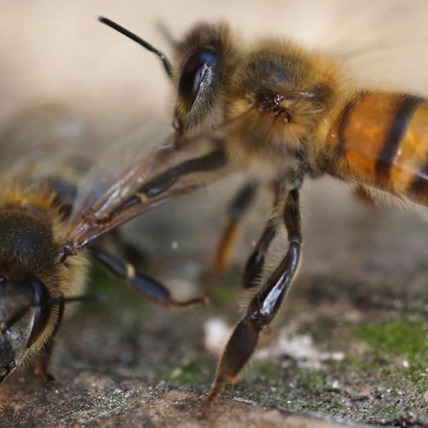 How ‘undertaker’ bees recognize dead comrades