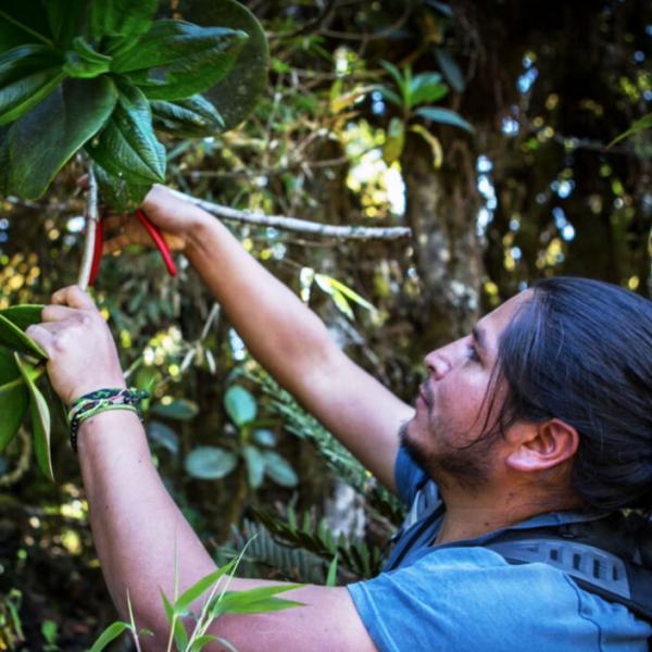  Mountain high:  Andean forests have high potential to store carbon under climate change