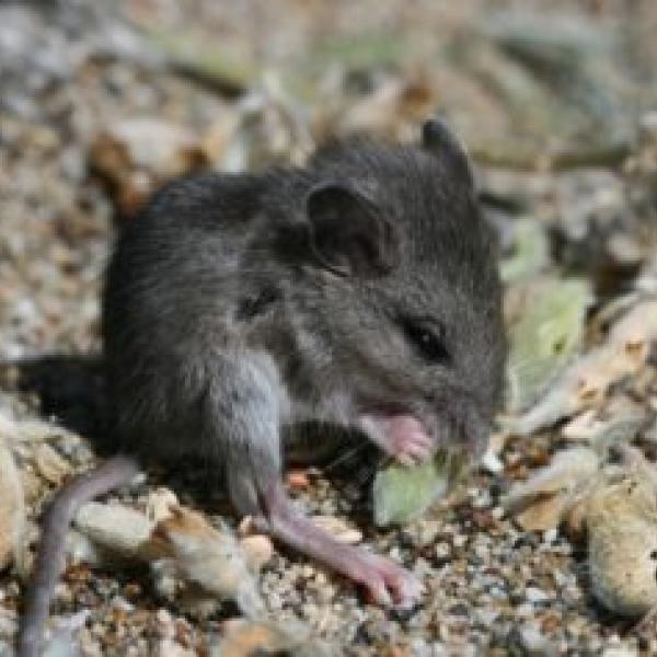 Large-scale removal of beachgrass leads to new life for endangered coastal lupine