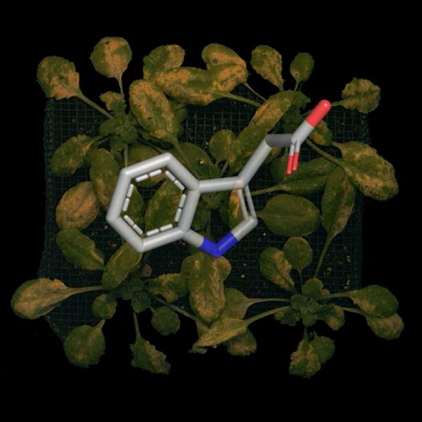 Plotting the path of plant pathogens