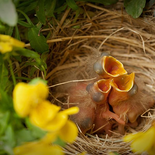 The kids are alright:  Family quarrels in seeds reveal the ways parents and offspring sometimes evolve in conflicting directions