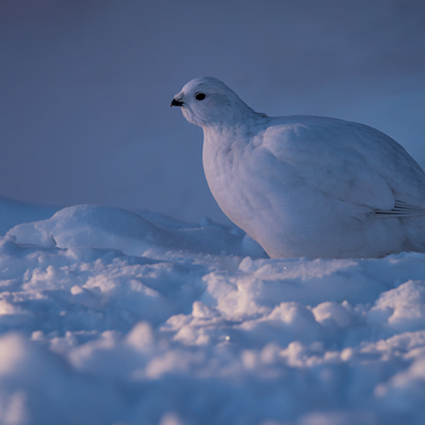 Big brains or big guts: Choose one Alternate ecological strategies help birds survive unpredictable conditions