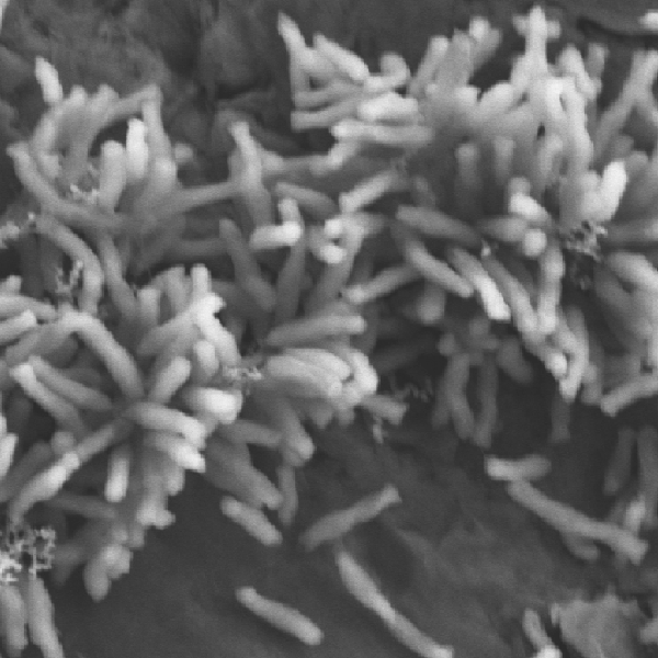 Study shows how electricity-eating microbes use electrons to fix carbon dioxide