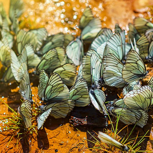 A brief history of the cabbage butterfly’s evolving tastes