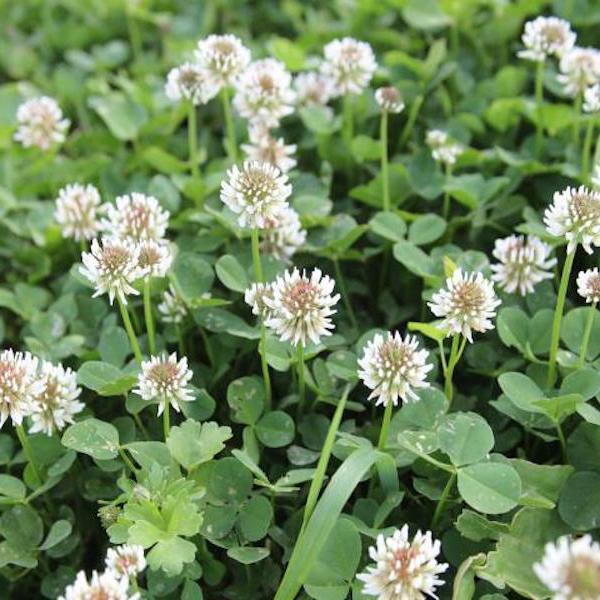 White clover’s toxic tricks traced to its hybridization