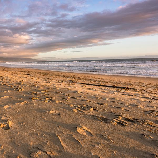 Coastal lupine faces specific extinction threat from climate change