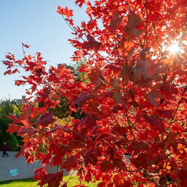 Why is the North American fall so red, compared with Europe?