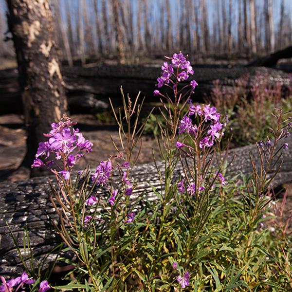 In fire-prone West, plants need their pollinators — and vice versa