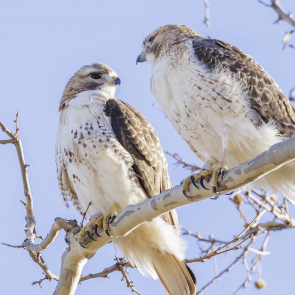 Scientists track red-tailed hawks nesting near WashU campus