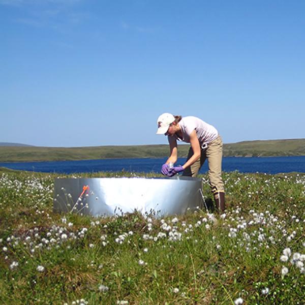 Arctic Wolf Spider’s Changing Diet May Help Keep Arctic Cool & Lessen Some Impacts of Global Warming