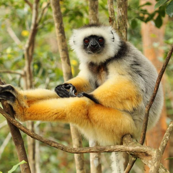 A tale of two forests could reveal path forward for saving endangered lemurs