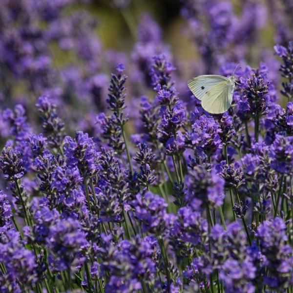 The Secret Lives of Plants