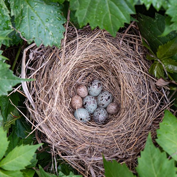 Meet the hedge fund managers of avian world: Faced with uncertainty, brood parasites literally lay eggs in more baskets