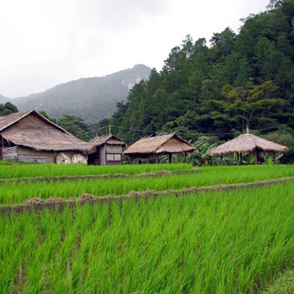 Weedy rice gets competitive boost from its wild neighbors