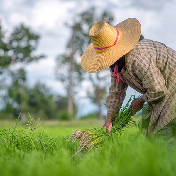 Hiding in plain sight: Early rice farmers unwittingly selected for weedy imposters, Arts & Sciences biologists find