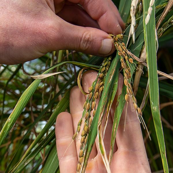 Weedy rice is unintended legacy of Green Revolution