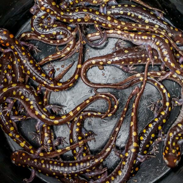 Secret lives of salamanders