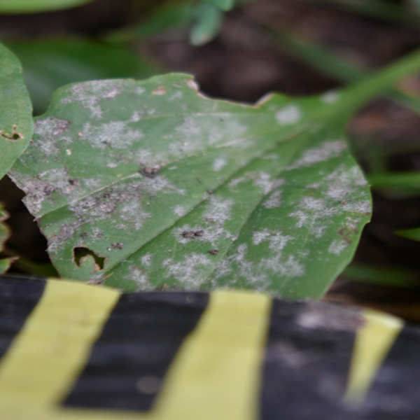  Local plant disease research during global pandemic