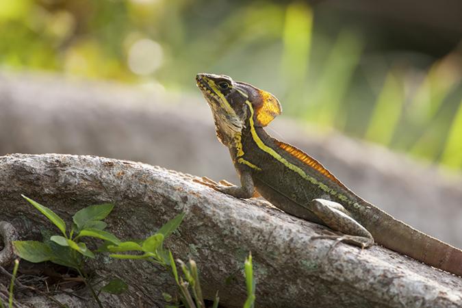 Ecology & Evolutionary Biology Seminar