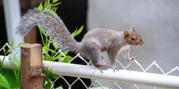 From pigeon stalker to squirrel chaser: Elizabeth Carlen studies urban wildlife in St. Louis