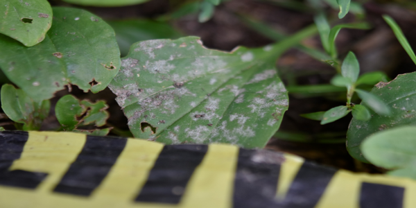  Local plant disease research during global pandemic