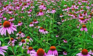 echinacea