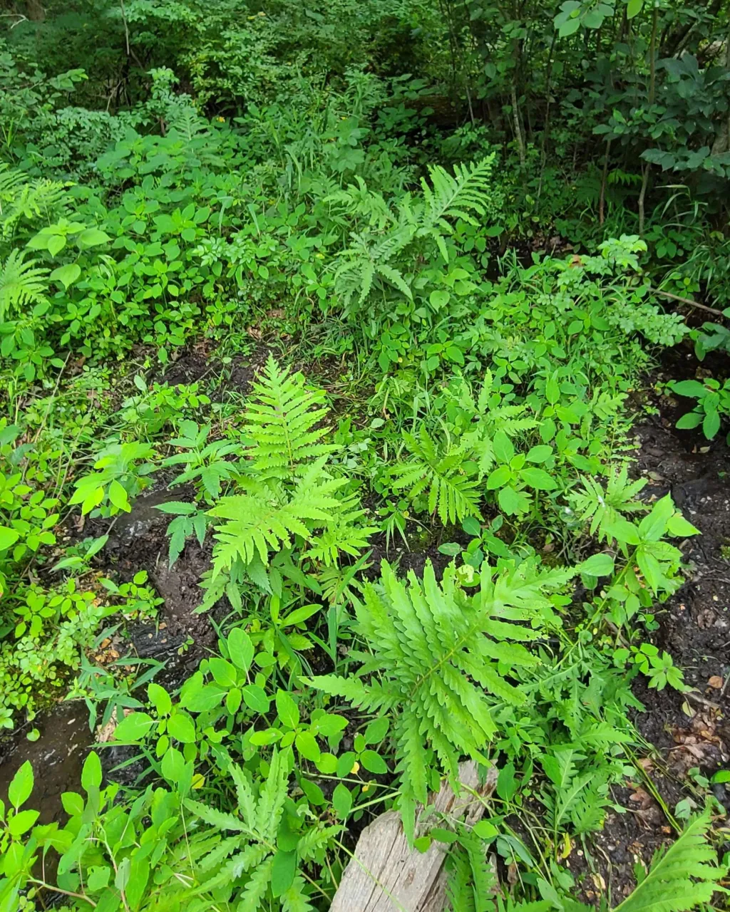 Fen soils in Missouri